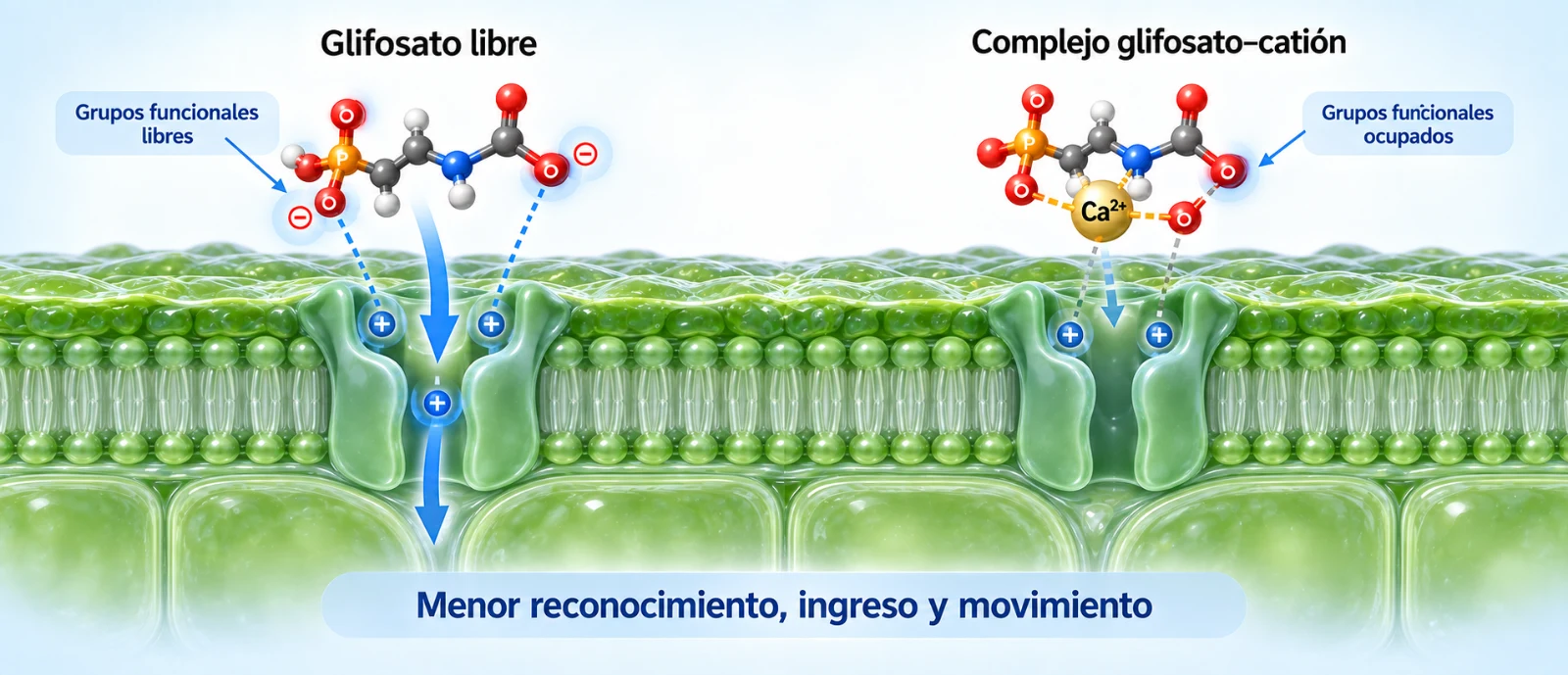 Calidad_agua_dureza_glifosato_herbicidas
